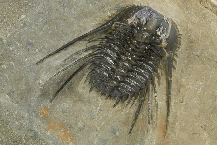 Spiny Leonaspis Trilobite - Atchana, Morocco #312383